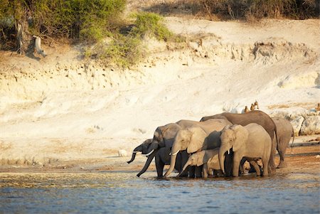 simsearch:400-05885491,k - A herd of African elephants (Loxodonta Africana) on the banks of the Chobe River in Botswana drinking water Photographie de stock - Aubaine LD & Abonnement, Code: 400-06135895