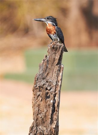 The lesser seen Giant Kingfisher male (Megaceryle maximus) with its copper or chestnut coloured chest on the banks of the Chobe River in Botswana watching for prey. The Giant Kingfisher is predominantly found in Sub Saharan Africa Photographie de stock - Aubaine LD & Abonnement, Code: 400-06135896