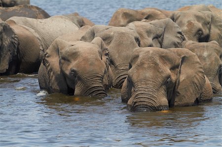 A herd of African elephants (Loxodonta Africana) on the banks of the Chobe River in Botswana drinking water Stock Photo - Budget Royalty-Free & Subscription, Code: 400-06135899