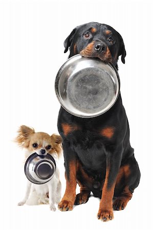 pictures of big dog with small dog - portrait of a cute purebred rottweiler and chihuahua and his food bowl Stock Photo - Budget Royalty-Free & Subscription, Code: 400-06136292