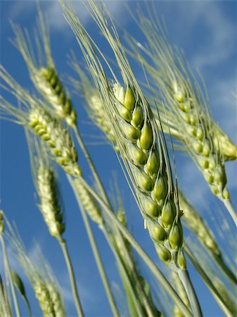 dleonis (artist) - green wheat ears against blue sky Foto de stock - Royalty-Free Super Valor e Assinatura, Número: 400-06136341