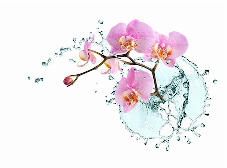Ecology concept. Beautiful pink orchid with splashing water on white background Foto de stock - Super Valor sin royalties y Suscripción, Código: 400-06136410