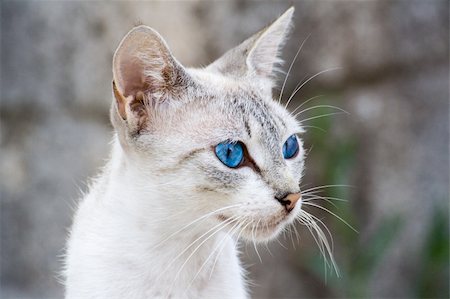 Blue eyed cat Photographie de stock - Aubaine LD & Abonnement, Code: 400-06136424