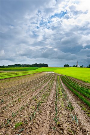 Plantation of Cabbage and Church on the Hill in Bavaria, Germany Stock Photo - Budget Royalty-Free & Subscription, Code: 400-06136475