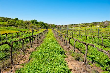 row of seeds - Young Vineyard in  Israel, Spring Stock Photo - Budget Royalty-Free & Subscription, Code: 400-06136476