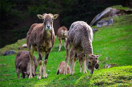 simsearch:400-05349309,k - One goat is eating grass while the second is looking at the camera Foto de stock - Royalty-Free Super Valor e Assinatura, Número: 400-06136651