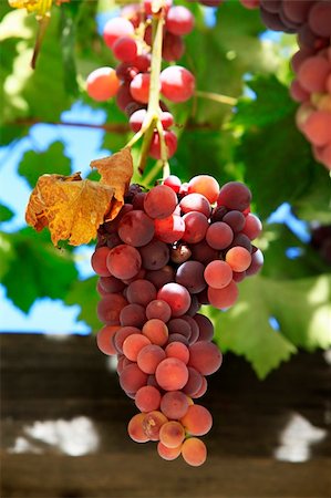 simsearch:625-00804551,k - Grapes on vine sunny day of Napa in California. Stock Photo - Budget Royalty-Free & Subscription, Code: 400-06136703