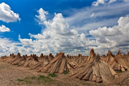 dry swamps - dried cluster of reed and a sky with clouds Stock Photo - Budget Royalty-Free & Subscription, Code: 400-06136738