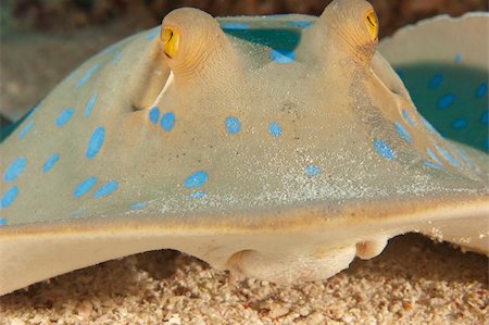 sting rays - Blue spotted lagoon ray feeding on a sandy seabed Stock Photo - Budget Royalty-Free & Subscription, Code: 400-06136864
