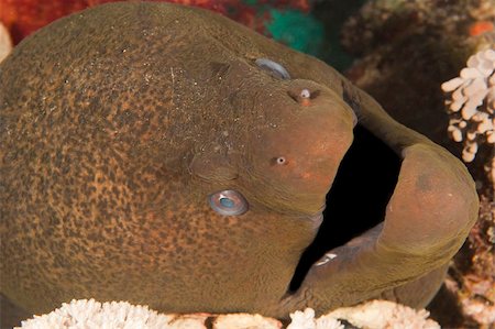 Closeup detail of the head of giant moray eel on a tropical coral reef Foto de stock - Super Valor sin royalties y Suscripción, Código: 400-06136868