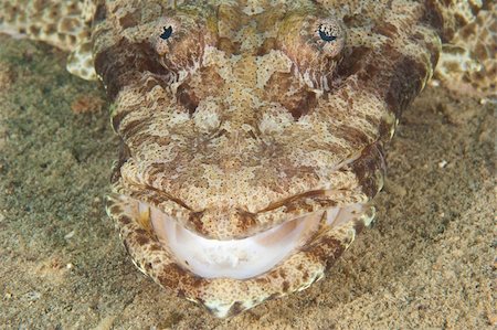 simsearch:400-08097613,k - Closeup of crocodilefish lying on seabed of tropical coral reef Stock Photo - Budget Royalty-Free & Subscription, Code: 400-06136869