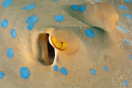 simsearch:400-06099385,k - Extreme closeup detail of the eye and spiracle on blue spotted lagoon ray Stock Photo - Budget Royalty-Free & Subscription, Code: 400-06136863