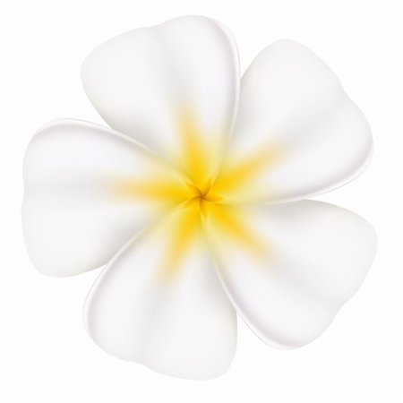 Realistic and beautiful frangipani. Illustration on white background Fotografie stock - Microstock e Abbonamento, Codice: 400-06136957