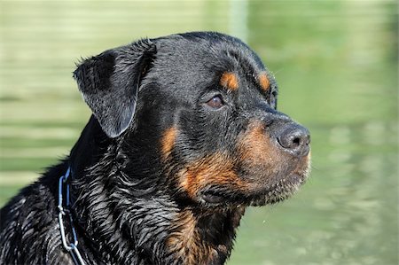 rottweiler - portrait of a purebred wet rottweiler in a river Foto de stock - Super Valor sin royalties y Suscripción, Código: 400-06136965