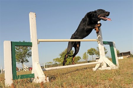 simsearch:400-05887877,k - young purebred french shepherd jumping  in a blue sky Photographie de stock - Aubaine LD & Abonnement, Code: 400-06136966