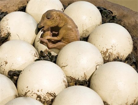 reptile eggs - Dinosaur hatchling during the Jurassic period. Stock Photo - Budget Royalty-Free & Subscription, Code: 400-06136977