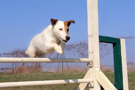 simsearch:400-06881275,k - portrait of a purebred jack russel terrier in a competition of agility Photographie de stock - Aubaine LD & Abonnement, Code: 400-06136970