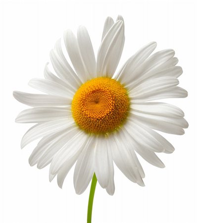 simsearch:400-06130523,k - Chamomile isolated on white background. Close-up view Stock Photo - Budget Royalty-Free & Subscription, Code: 400-06137002