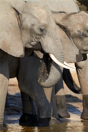 simsearch:400-04277937,k - A herd of African elephants (Loxodonta Africana) on the banks of the Chobe River in Botswana drinking water Photographie de stock - Aubaine LD & Abonnement, Code: 400-06137138