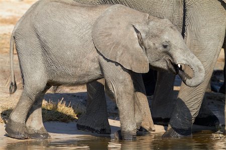 simsearch:400-05885491,k - A herd of African elephants (Loxodonta Africana) on the banks of the Chobe River in Botswana drinking water Photographie de stock - Aubaine LD & Abonnement, Code: 400-06137139