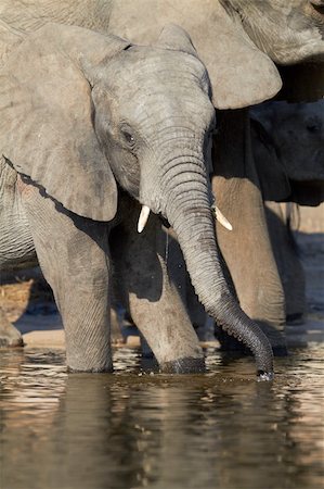 simsearch:400-05885491,k - A herd of African elephants (Loxodonta Africana) on the banks of the Chobe River in Botswana drinking water Photographie de stock - Aubaine LD & Abonnement, Code: 400-06137133