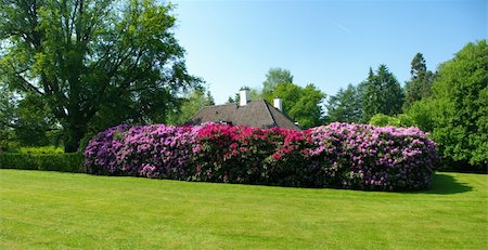 simsearch:400-04416181,k - blooming rhododendrons surrounding a house in a park Fotografie stock - Microstock e Abbonamento, Codice: 400-06137201