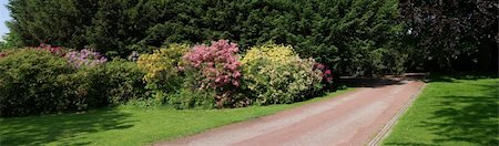 simsearch:400-04416181,k - blooming rhododendrons in a park Fotografie stock - Microstock e Abbonamento, Codice: 400-06137203