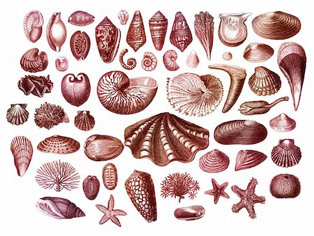 simsearch:400-04638537,k - Old engraving collection of exotic sea shells Photographie de stock - Aubaine LD & Abonnement, Code: 400-06137243