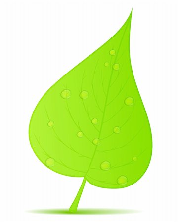 simsearch:400-04142089,k - Green leaf with water drops on white background, vector eps10 illustration Stock Photo - Budget Royalty-Free & Subscription, Code: 400-06137498
