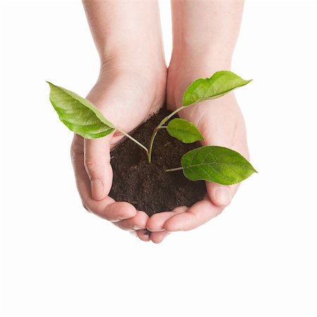 simsearch:400-04791546,k - Plant in a hands isolated on white background Stock Photo - Budget Royalty-Free & Subscription, Code: 400-06137797
