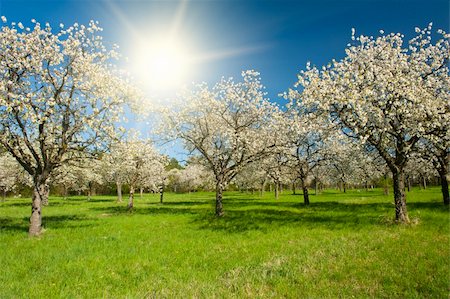 fyletto (artist) - Apple Orchard in the middle of the spring season at sunset Stock Photo - Budget Royalty-Free & Subscription, Code: 400-06137811