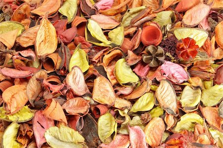 pot-pourri - Fund of screen with autumnal motives realized with dry leaves of different hot colors Fotografie stock - Microstock e Abbonamento, Codice: 400-06137851