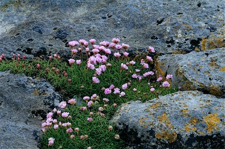 plumbaginaceae - Thrift (Armeria maritima) on rock, Ireland, Burren region Stockbilder - Microstock & Abonnement, Bildnummer: 400-06137919