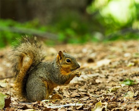simsearch:400-07817825,k - Single squirrel on a bed of leaves with food in his hands being held up to his mouth Stock Photo - Budget Royalty-Free & Subscription, Code: 400-06138055