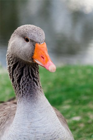 A portrait of a graylag goose with narrow depth of field with water and a pond in the background Photographie de stock - Aubaine LD & Abonnement, Code: 400-06138058