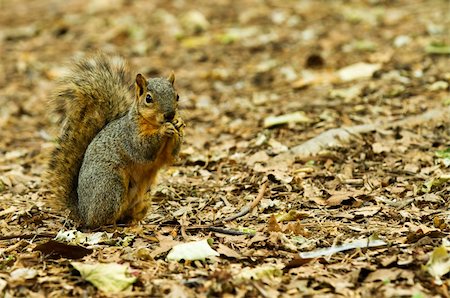 simsearch:400-07817825,k - Photo of a squirrel on a ground of leaves, copy space is available to the right of the image. Stock Photo - Budget Royalty-Free & Subscription, Code: 400-06138059
