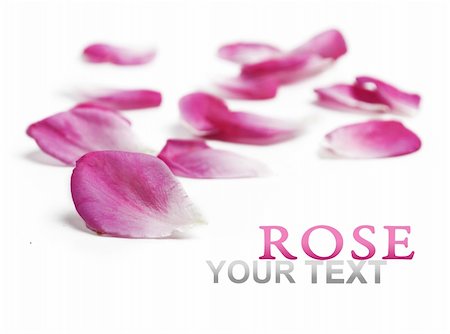 flower border design of rose - Pink rose petals over white background Stock Photo - Budget Royalty-Free & Subscription, Code: 400-06138139