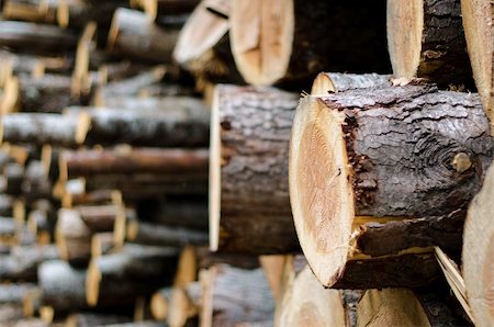 wood pile background, focus on right tree trunk. Stock Photo - Budget Royalty-Free & Subscription, Code: 400-06138314