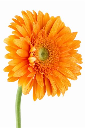 single purple flower on white background - Orange gerbera daisy flower isolated on white background. Stock Photo - Budget Royalty-Free & Subscription, Code: 400-06138312