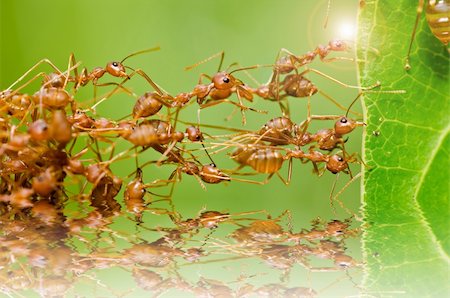 red ant in green nature or in the garden Stock Photo - Budget Royalty-Free & Subscription, Code: 400-06138455
