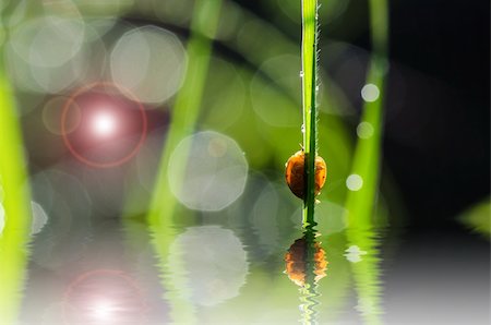 simsearch:400-06427911,k - ladybug ladybug and sunlight bokeh in the green nature or in the garden Stock Photo - Budget Royalty-Free & Subscription, Code: 400-06138464
