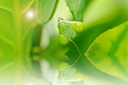 mantis in green nature or in garden Stock Photo - Budget Royalty-Free & Subscription, Code: 400-06138469