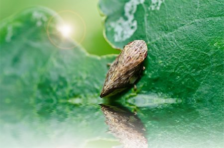 pou - Aphid insect in green nature or in the garden Photographie de stock - Aubaine LD & Abonnement, Code: 400-06138461