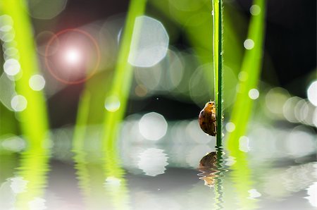 simsearch:400-06427911,k - ladybug ladybug and sunlight bokeh in the green nature or in the garden Stock Photo - Budget Royalty-Free & Subscription, Code: 400-06138463