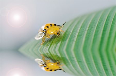 simsearch:400-05739088,k - orange beetle in green nature or the garden Stockbilder - Microstock & Abonnement, Bildnummer: 400-06138474