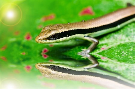 simsearch:400-04914866,k - Skink in garden or in green nature Stock Photo - Budget Royalty-Free & Subscription, Code: 400-06138475