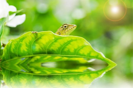sweetcrisis (artist) - Lizard in green nature or in park or in the garden Photographie de stock - Aubaine LD & Abonnement, Code: 400-06138485