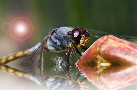 simsearch:400-04364178,k - dragonfly in garden or in green nature Foto de stock - Royalty-Free Super Valor e Assinatura, Número: 400-06138489