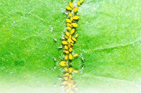 pou - Aphid insect in green nature or in the garden Photographie de stock - Aubaine LD & Abonnement, Code: 400-06138482
