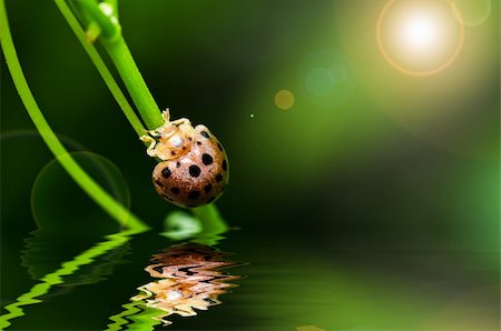 simsearch:400-05739088,k - orange beetle in green nature or the garden Stockbilder - Microstock & Abonnement, Bildnummer: 400-06138483